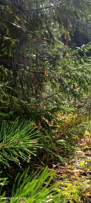 Паутинка уходящего лета - Надежда