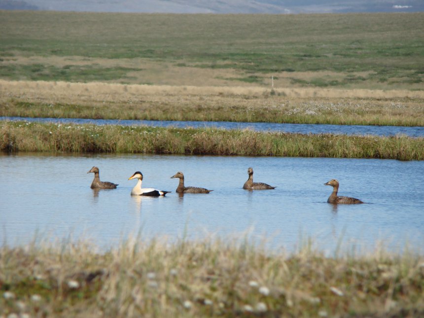 «Птицы над заброшенным гнездом»   