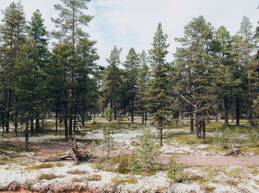 Сказочный лес - Анастасия