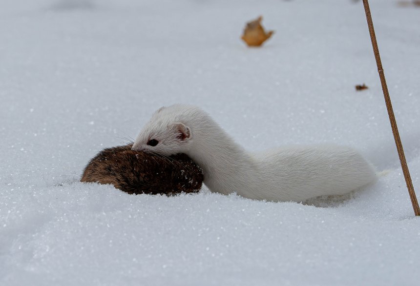 Ласка на охоте. - Вадим