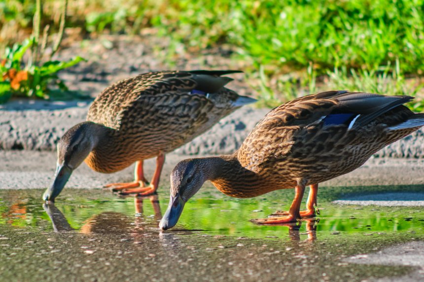 Академовские утки -  