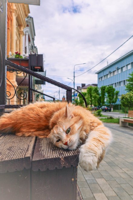 Главная достопримечательность главной улицы -  