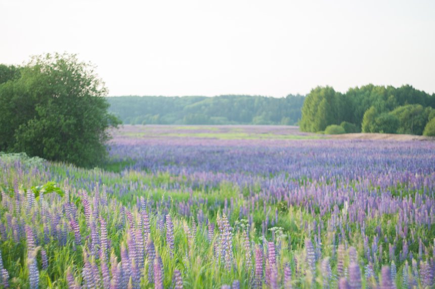 люпиновое поле -  