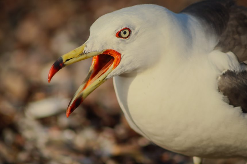 Крик - Елена Огай
