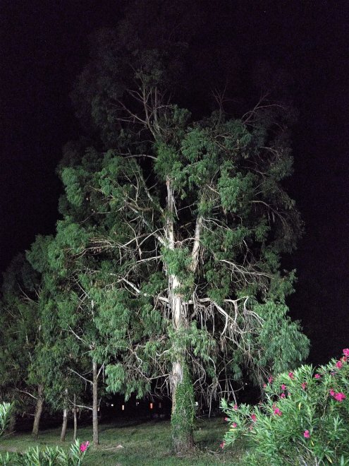 Эвкалипт - Иманова Татьяна