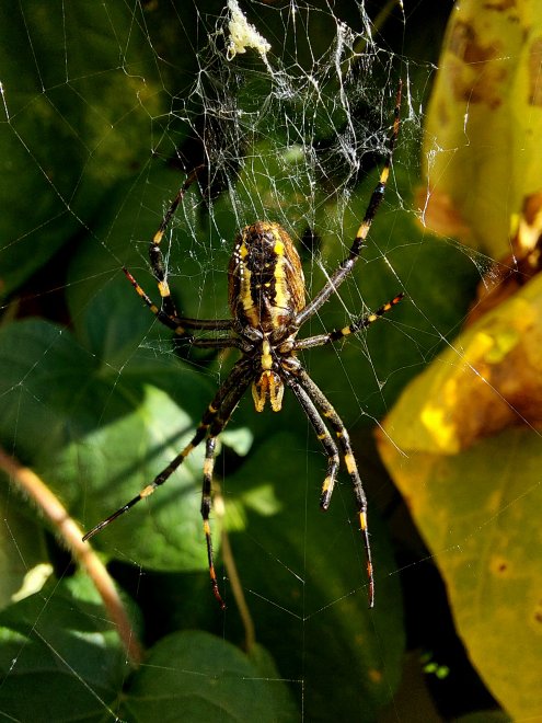 Сети расставлены 🕸🕷 -  