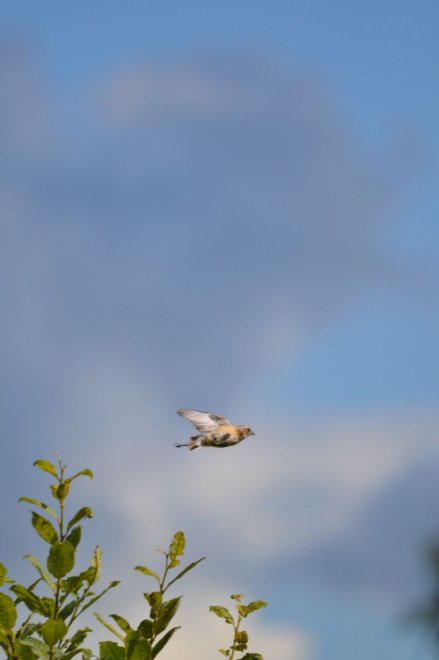 Летающая птица - Валерия