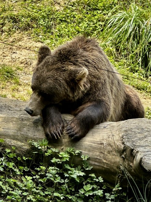 Остановись, мгновенье! Ты прекрасно ! - Анна Геннадьевна Шапранова