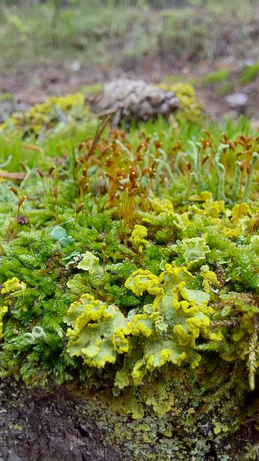 Осень. Мхи. Лишайники. Грибы. - Венера Сабирова