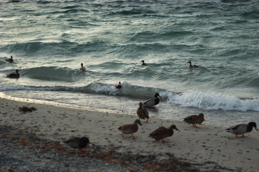 Дневная прогулка уток -  
