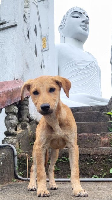 Служитель храма - Александра