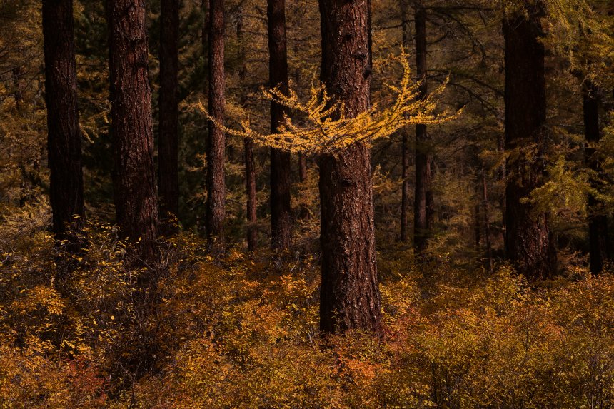 Осенние образы -  