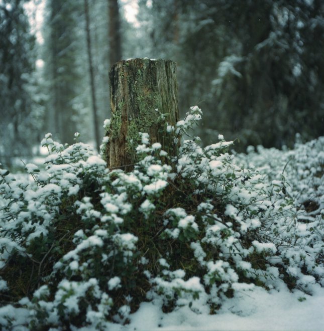 Весна в Лувеньге - Элеанора (1/8)