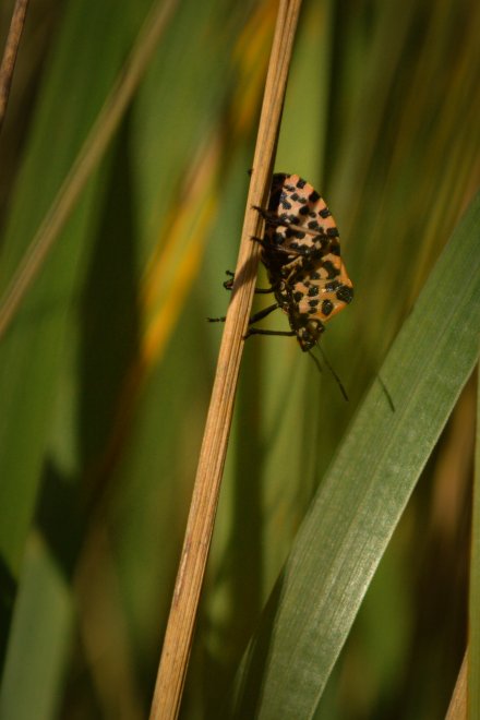 В крапинку - Екатерина