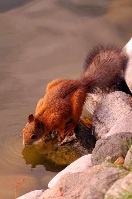 Утренний глоток воды -  