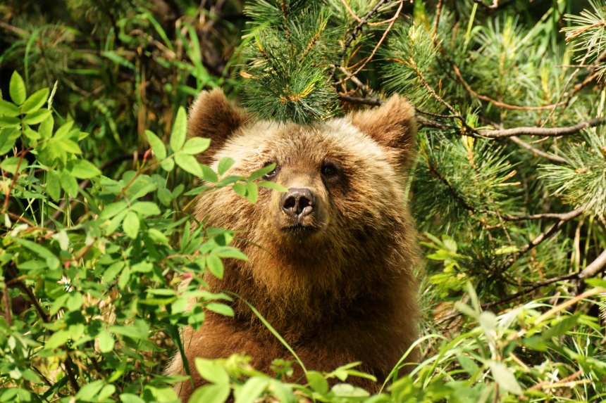 Медвежонок - Игорь Ротанов