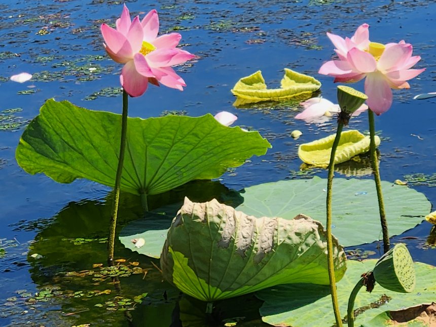 Путешествие в отпуске -   (1/8)