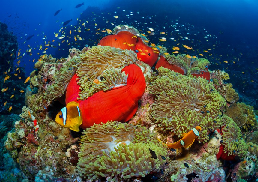 Коралловые рифы Судана. - Сергей Лисицын