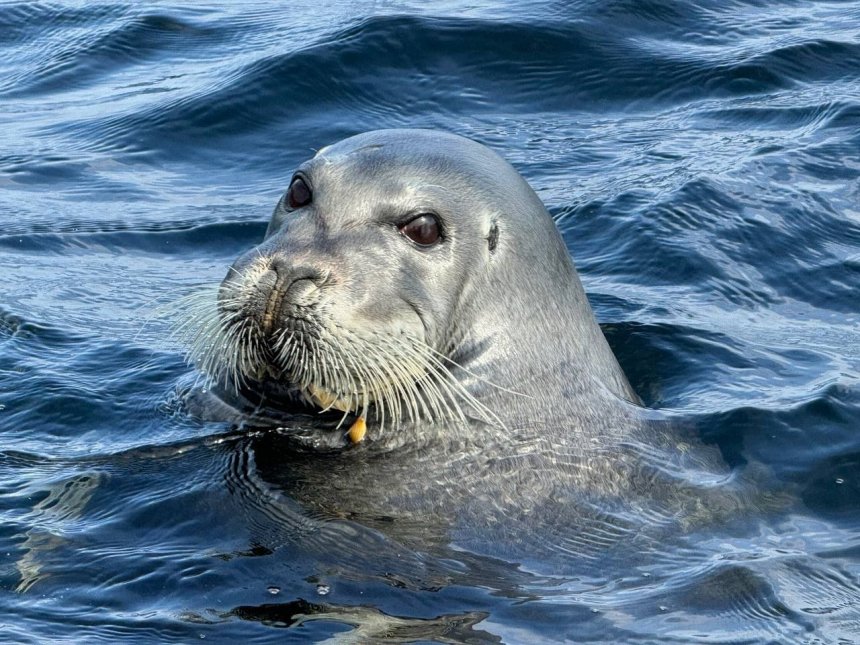 Тюлень Тотошка - Инна Малинович