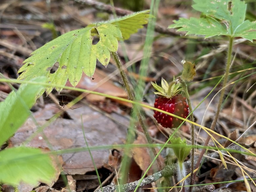 Лесной отдых - Наталья (1/6)