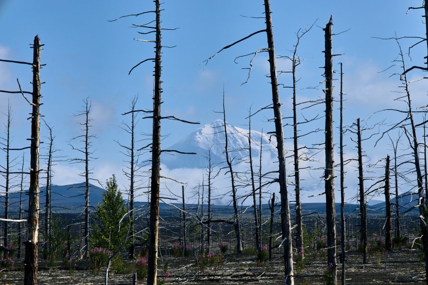Новая жизнь после извержения -  