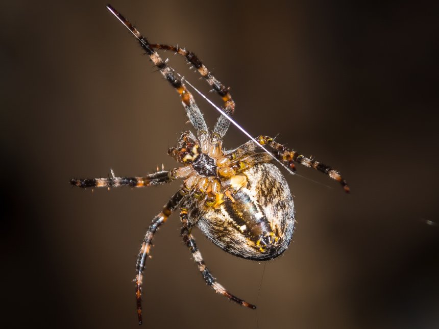 Вид с тыла -  