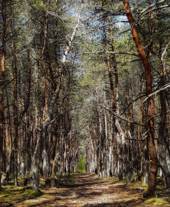 Хоровод духов -  