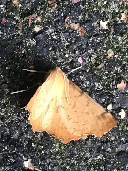 То ли бабочка ,а то ли виденье) - Юлия