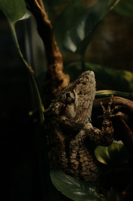 Созерцатель -  