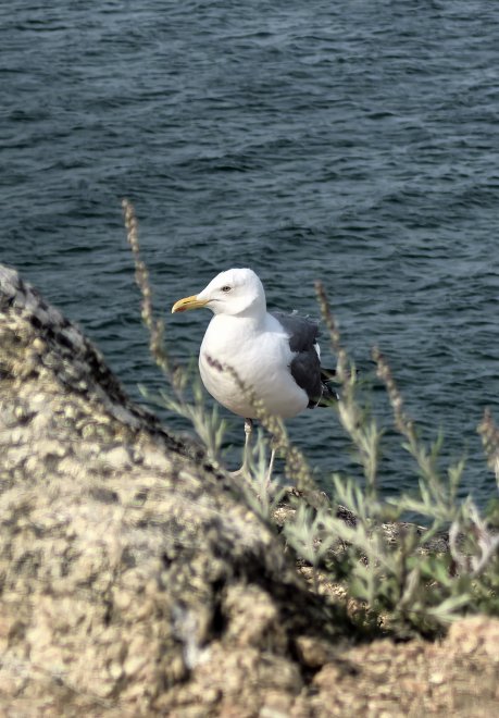 Хранитель берега - Виктория