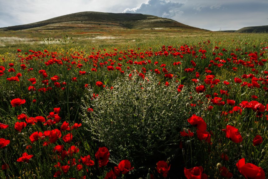 Цветущая Армения - Александр