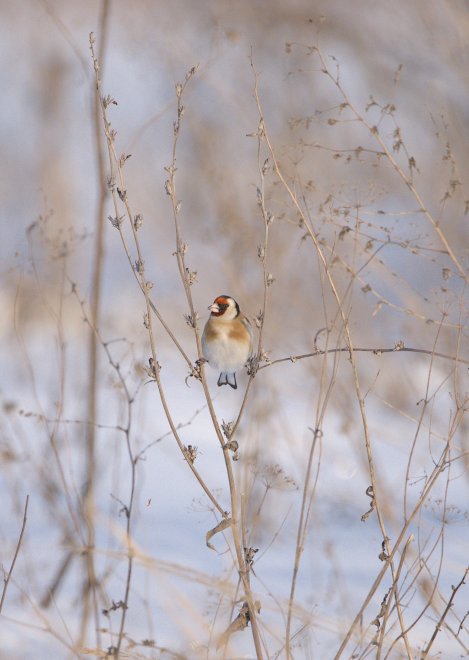 Щегол. Goldfinch - Виктория