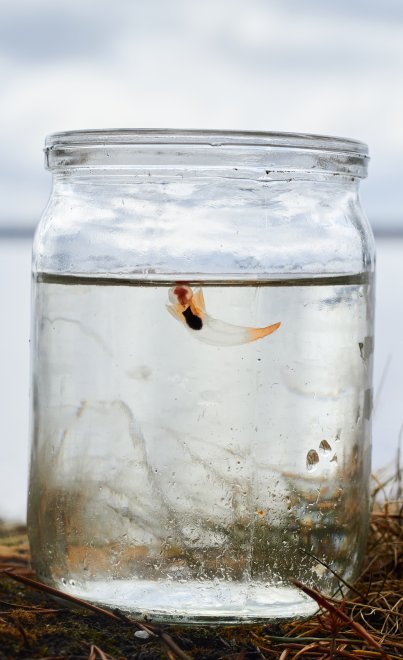 Морская душа - Елена