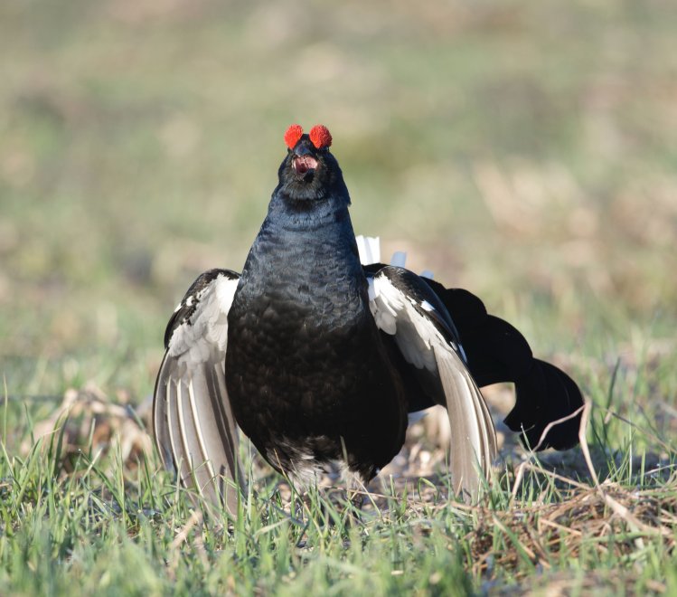Солист - Александр Новожилов
