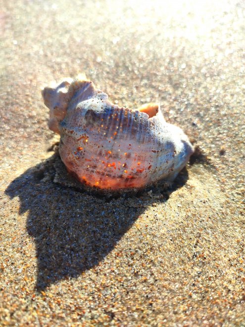 Ракушка, Shell - Марго