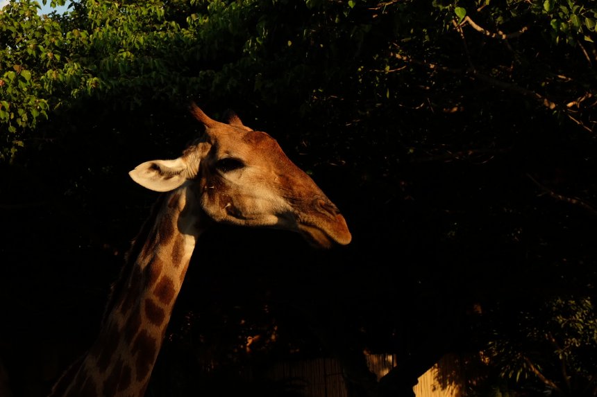 Мирный наблюдатель - София Куимова