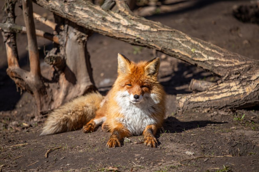 Рыжая улыбка - Евгения
