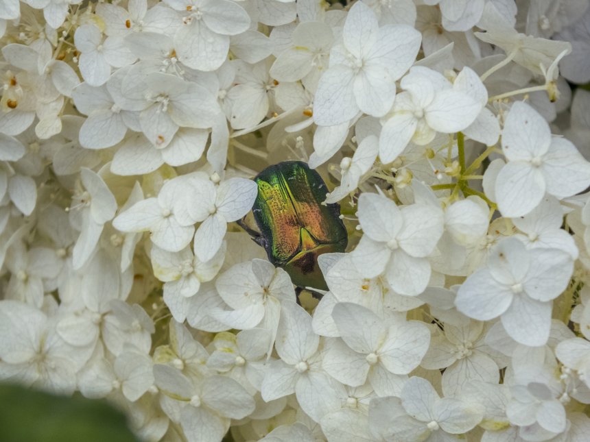 Маленький исследователь -  