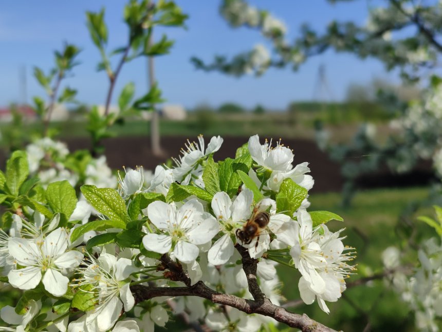 Весеннее пробуждение - Ангелина Абрамова