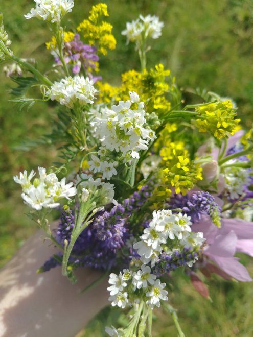 Полевые цветы -  