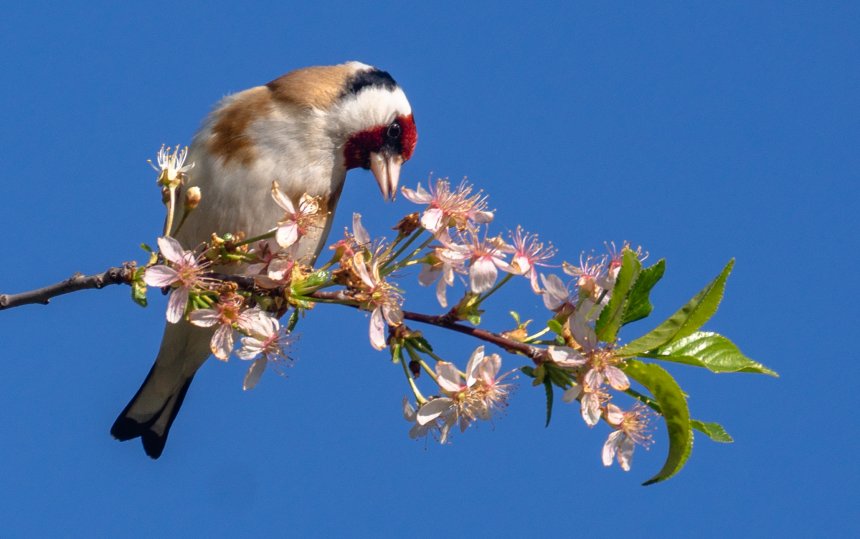 Щегол - Елена