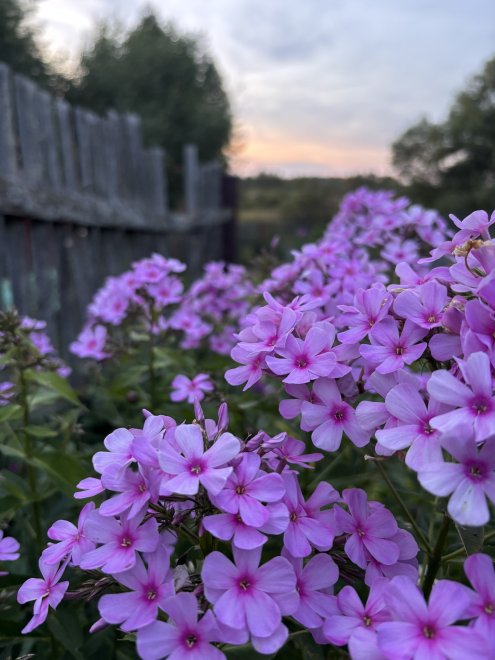 Мамулины цветы - Анастасия