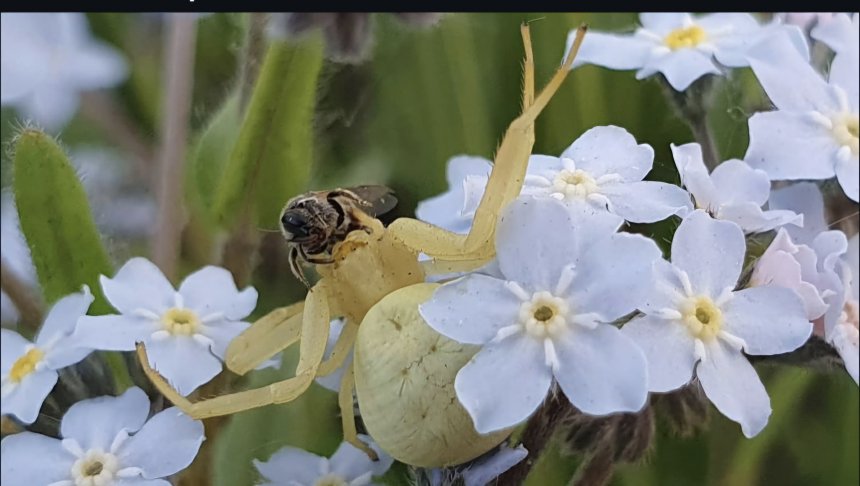 Тихий охотник -  