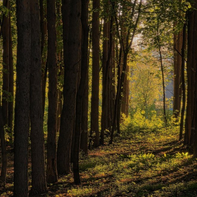 Сон в золотых тонах - Дарина