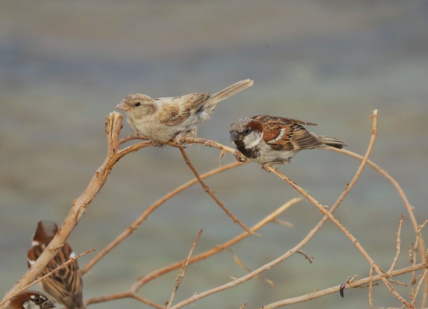 Белый воробей - Борис Захаров