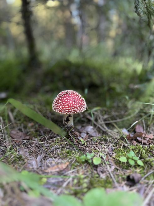 Краски леса - Виктория