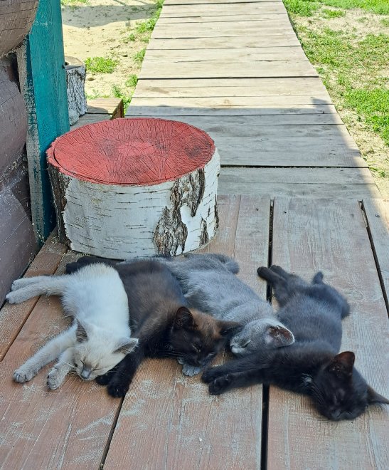 Жизнь - Ирина