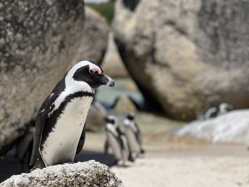 Любопытство -  