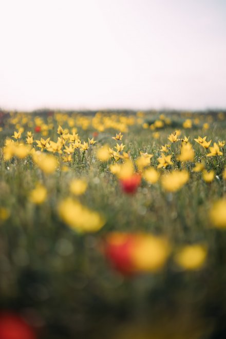 Цветение тюльпанов в Калмыкии -  