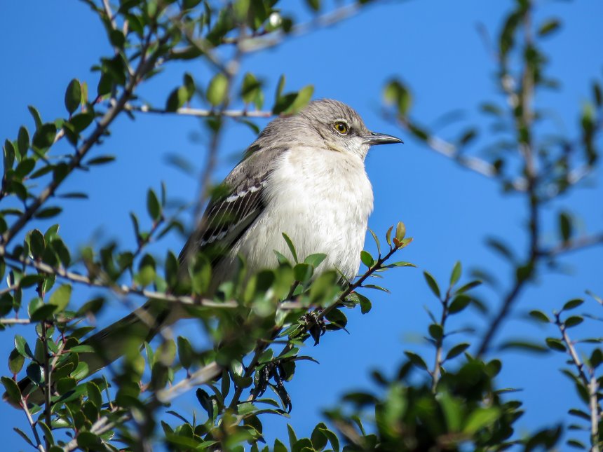 Певчий полиглот - Игорь